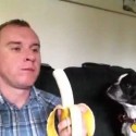 A mi perro le gustan los plátanos
