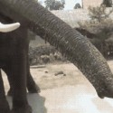 El iphone del elefante