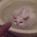 ¿Qué a los gatos no les gusta el agua?