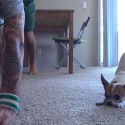 ¡Mi perro hace yoga!