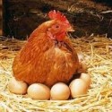 El huevo o la gallina